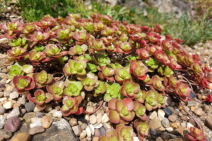 green and red foliage