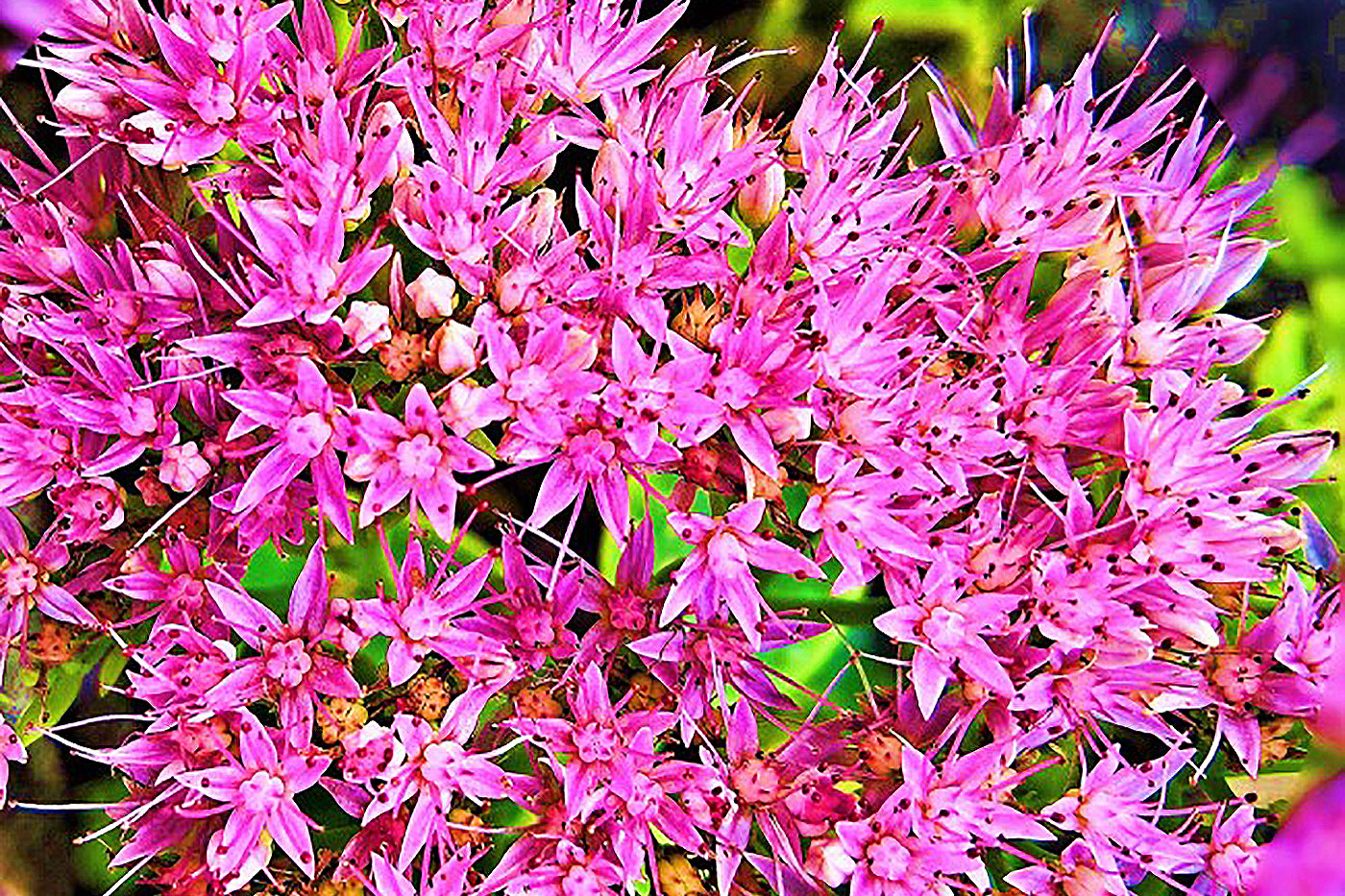 pink flowers