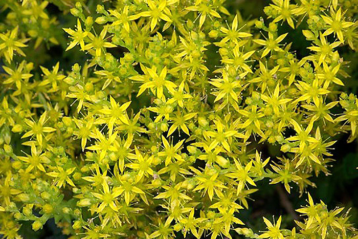 yellow flowers