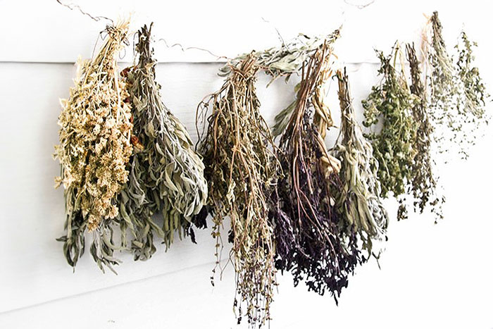 dried herbs hanging