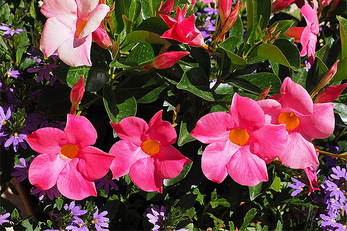 pink flowers