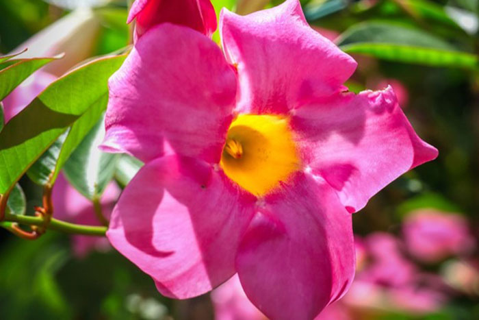 pink flower with yellow center