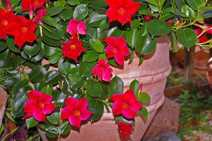 red flowers