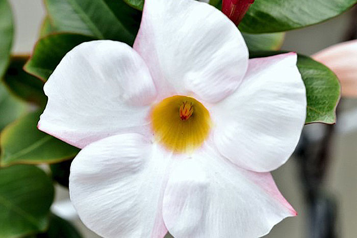 white flower with yellow center