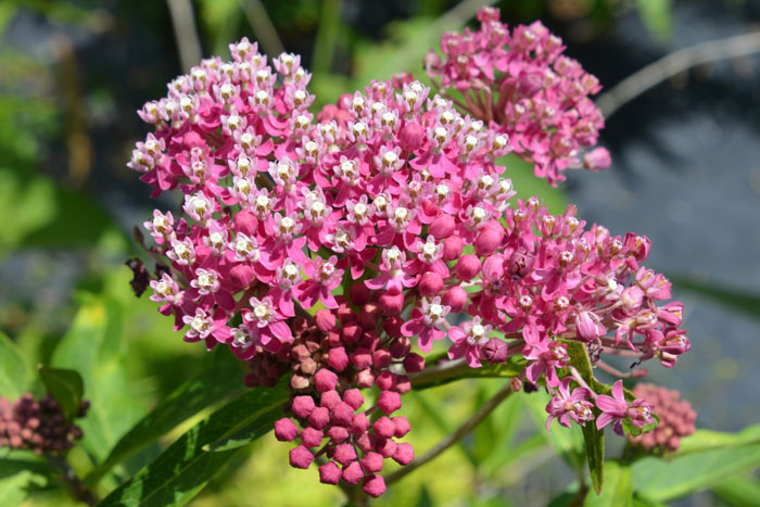 pink and white flowers