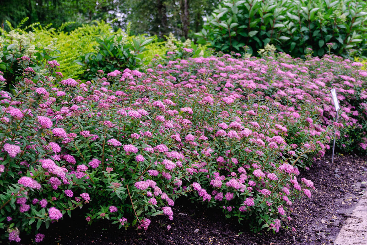 moeilijk telefoon maagd Spirea: New Look for an Old Favorite - Spireas are among the easiest  flowering shrubs to grow. Once considered somewhat 'common' or 'old  fashioned,' plant breeders have made vast improvements recently in