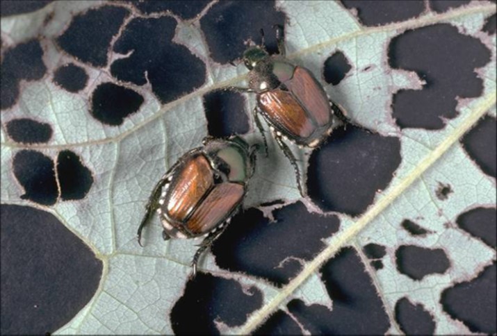 Emerging Pest Japanese Beetles Missouri Produce Growers Bulletin Integrated Pest