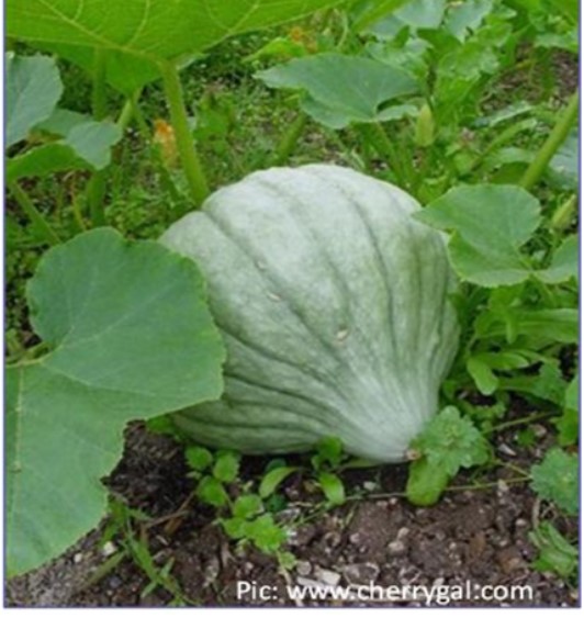 https://ipm.missouri.edu/MPG/2011/5/Using-Trap-Crops-to-Minimize-Damage-by-Insect-Pests-to-Veggies/bluehubbard.jpg