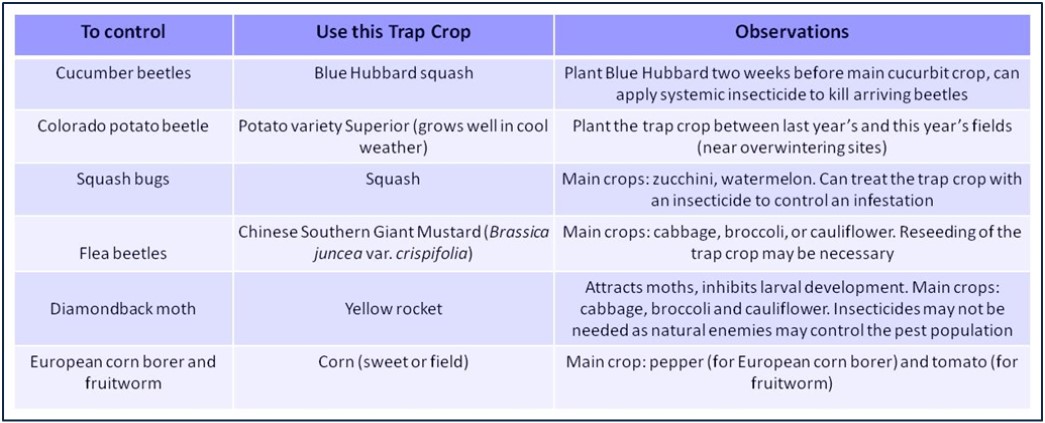 table of trap crop options by crop