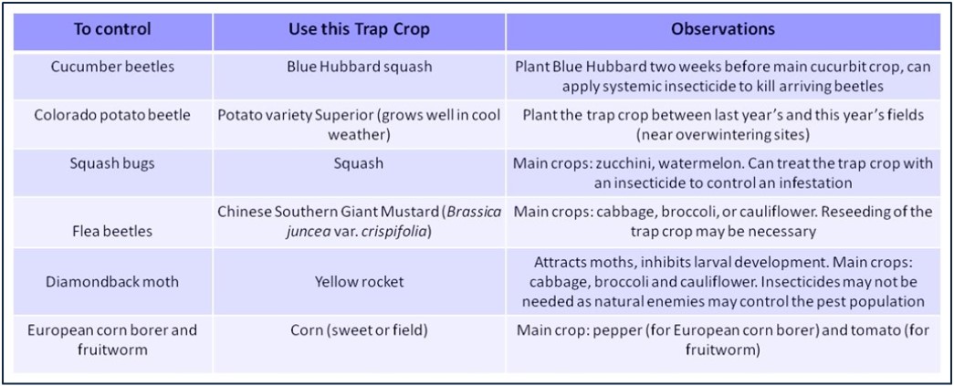 Trap Crops to Control Pests