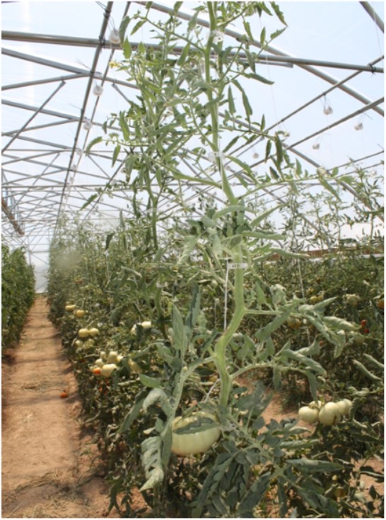 Heat Stress and Heat Stressed Tomatoes // Missouri Produce Growers Bulletin  // Integrated Pest Management, University of Missouri