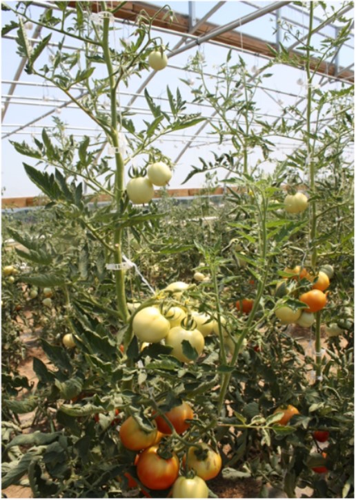 Heat Stress and Heat Stressed Tomatoes // Missouri Produce Growers