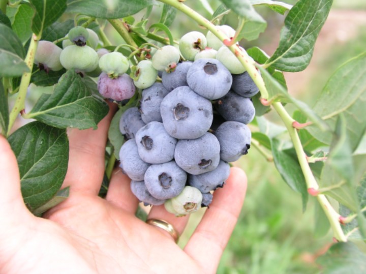 Berries for Produce Auctions // Missouri Produce Growers Bulletin