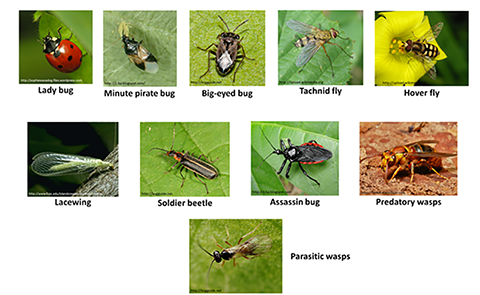 Increasing beneficial insects for enhanced pollination and biological  control using insectary plants // Missouri Produce Growers Bulletin //  Integrated Pest Management, University of Missouri