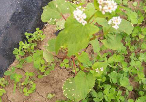 herbicide drift in buckwheat