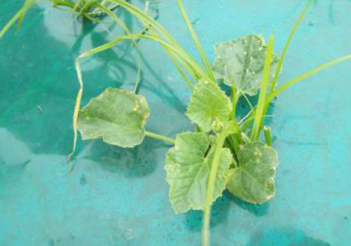 herbicide drift in cantaloupe