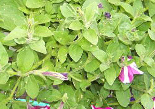 herbicide drift in petunias