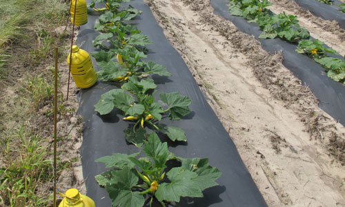 trap deployment in a zucchini field (Lee Farms, Truxton, MO)