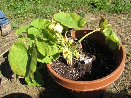 Blue Hubbard squash in large pot