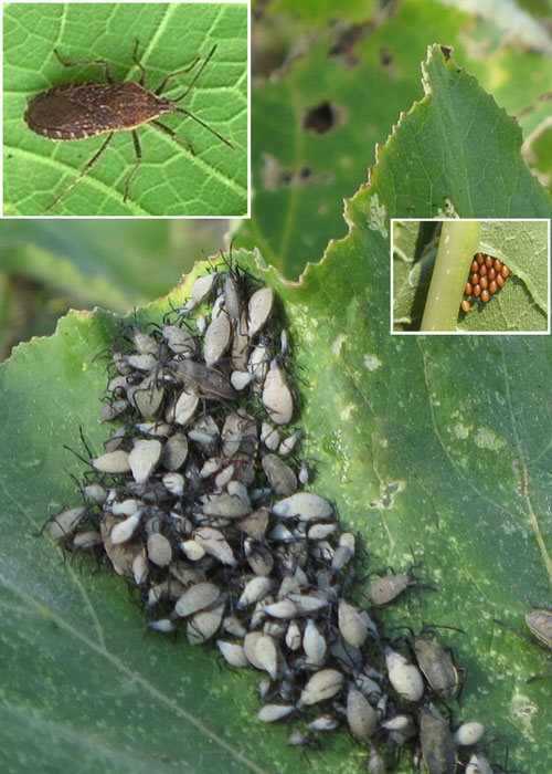 View of squash bug adult, eggs, and nymphs at various stages of development
