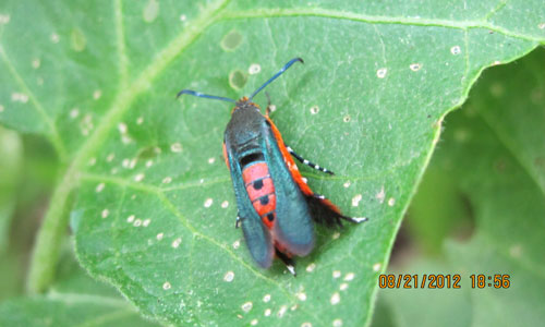 adult squash vine borer