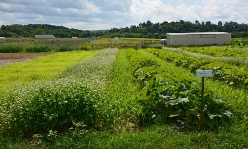 View of a zucchini field protected by Blue Hubbard squash