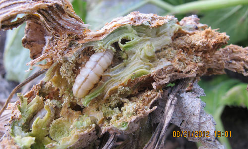 fully-grown squash vine borer caterpillar