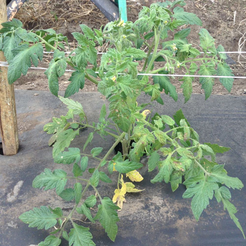 Tomato plant is slightly stunted, somewhat yellowish and with some brownish foliar spots