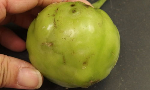 Green tomato fruit with bumps due to TSWV