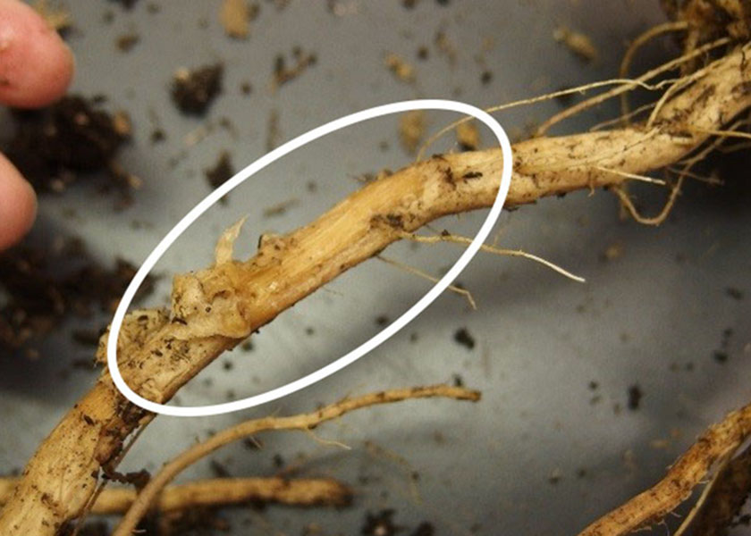 Watermelon root where cortex was removed.
