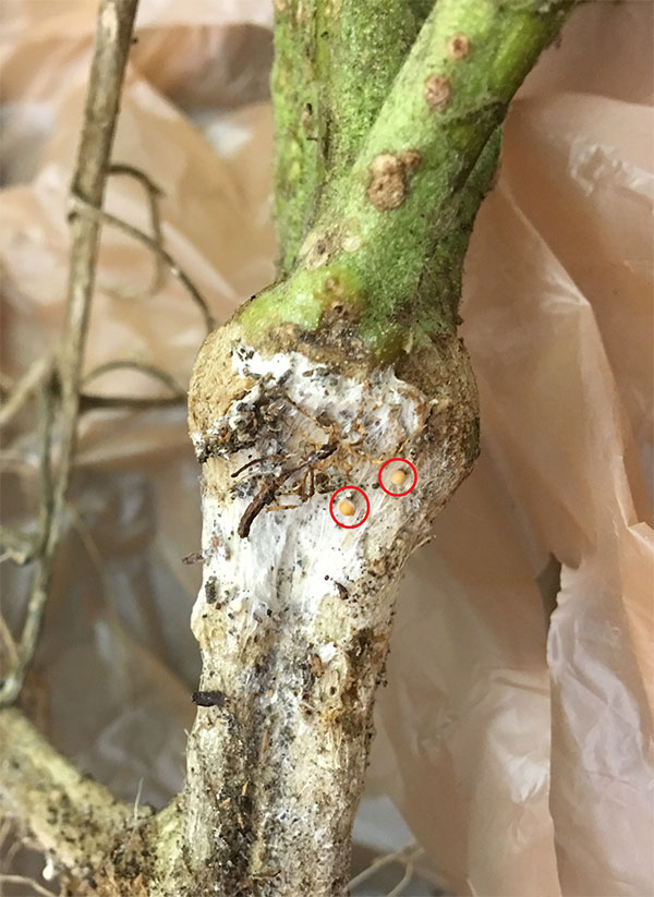 signs of southern blight diseases on tamatoes