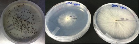 tan to brown colored sclerotia of Sclerotium rolfsii (left) and its mycelial growth on Potato Dextrose Agar (PDA)