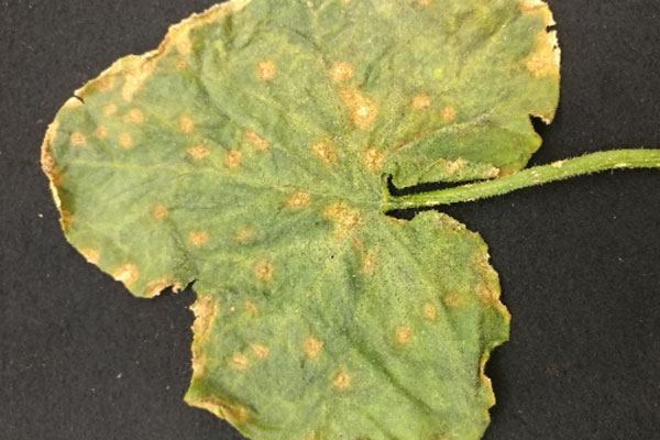 leaf spots on cucumber