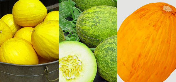photo collage of melons