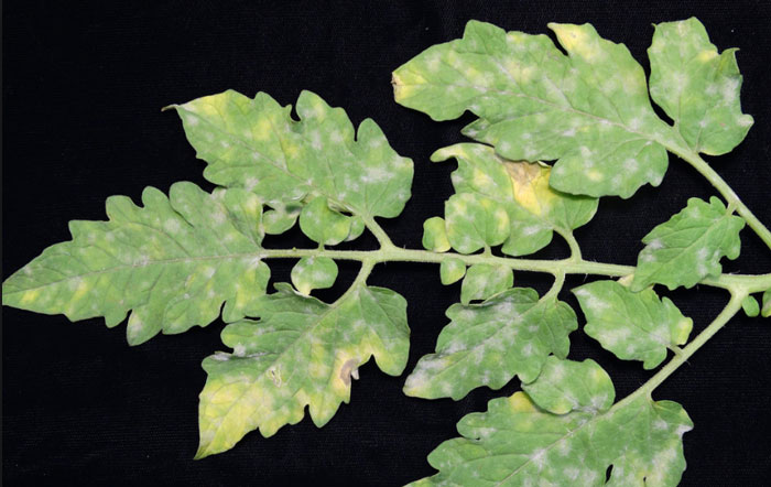 tomato plant with powdery mildew