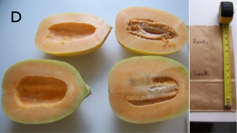 Missouri Novelty Melon Trial Results Missouri Produce Growers