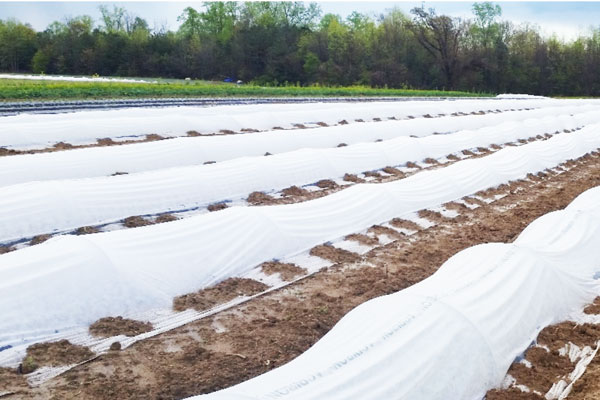 Insect nets in agriculture advantages