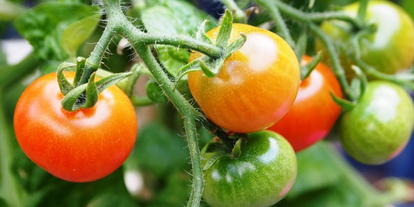 tomatoes on vines