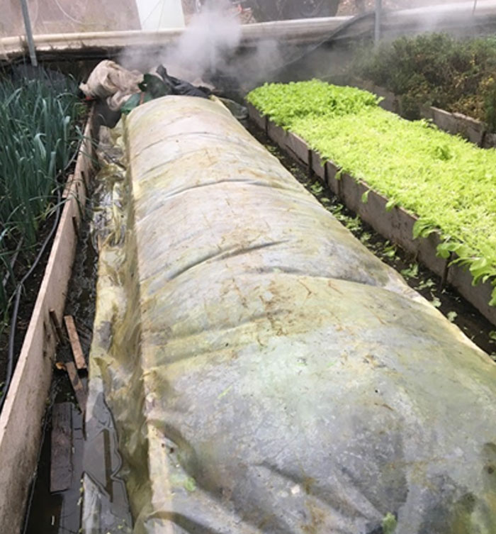 plastic covered row crop with steam being pumped in