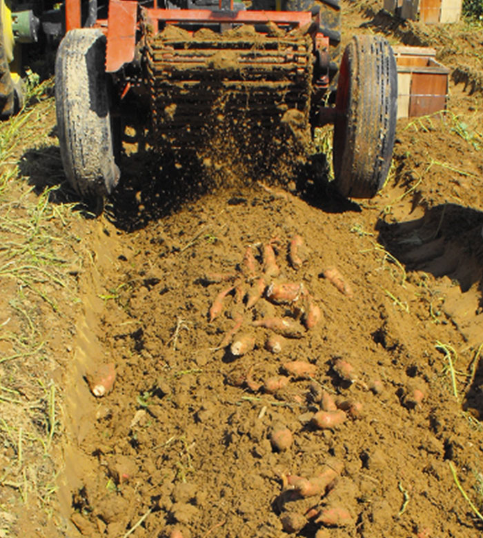 sweet potatoes on freshly exposed soil