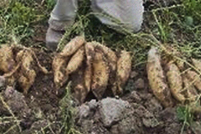 sweet potatoes on ground