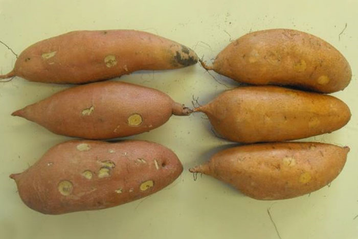 sweet potatoes with light spots
