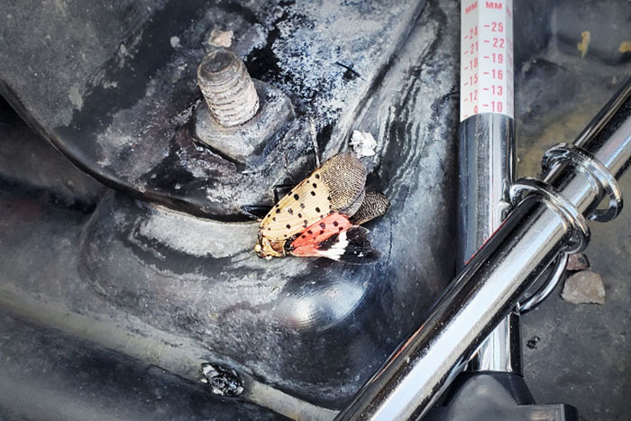 dead spotted lanternfly on engine