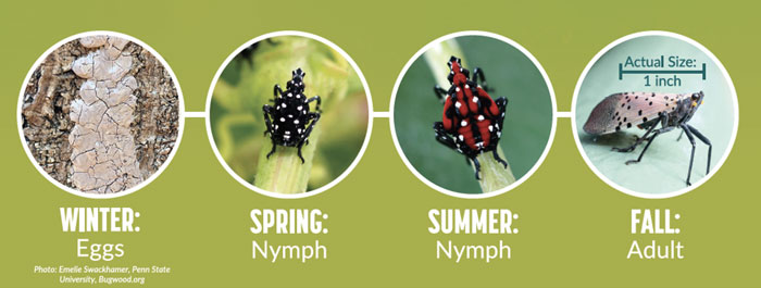 four images of life cycle of spotted lanternfly