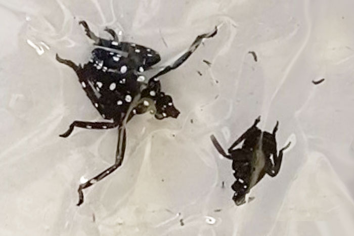 black bug with white spots next to smaller black bug under plastic