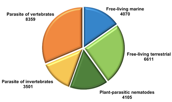 pie chart