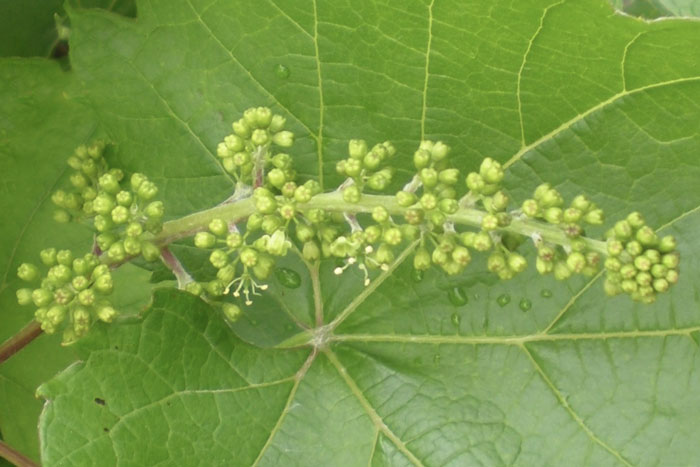 grape flower blooms and grape leaf