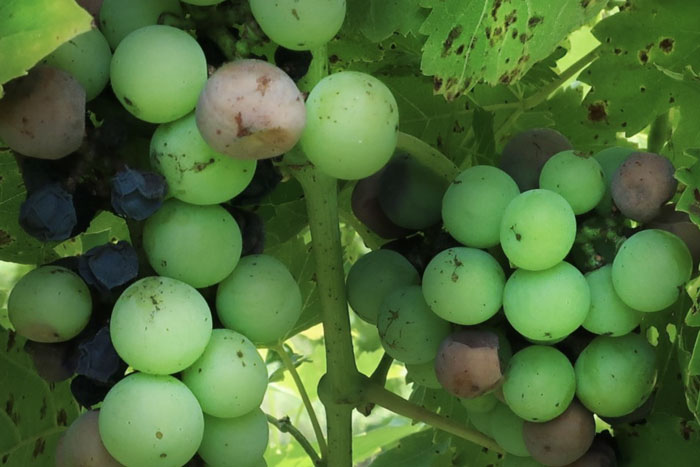 green and red grapes with black spots