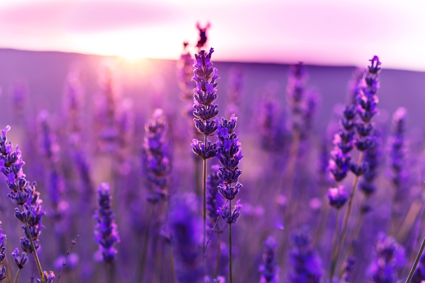 field of lavendar