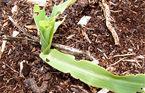 above ground cut damage